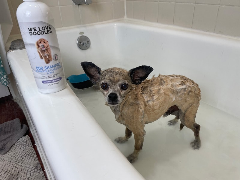 papyrus getting bathed with we love doodles dog shampoo