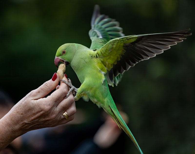 parakeet eating