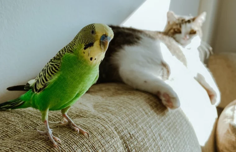 parrot and bird on a sofa