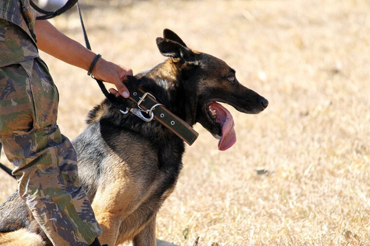 person guiding the military dog on the field
