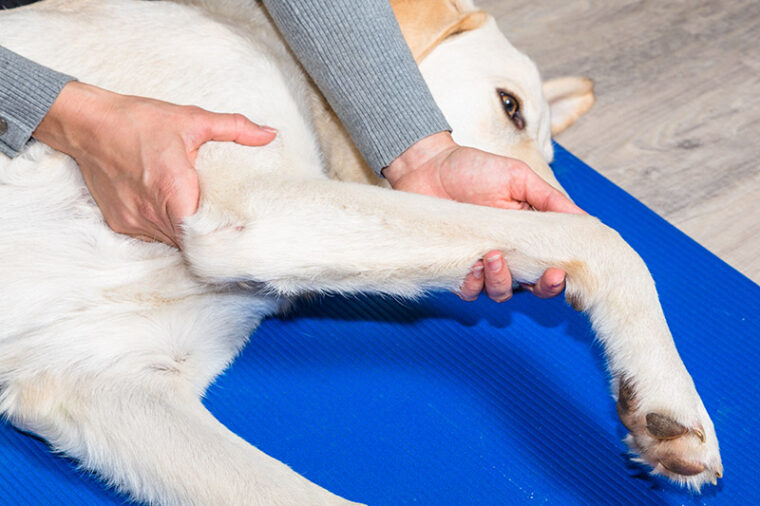 person massaging the front leg of a dog
