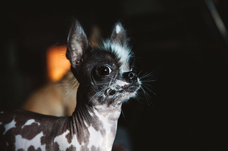 Peruvian hairless chihuahua mix dog