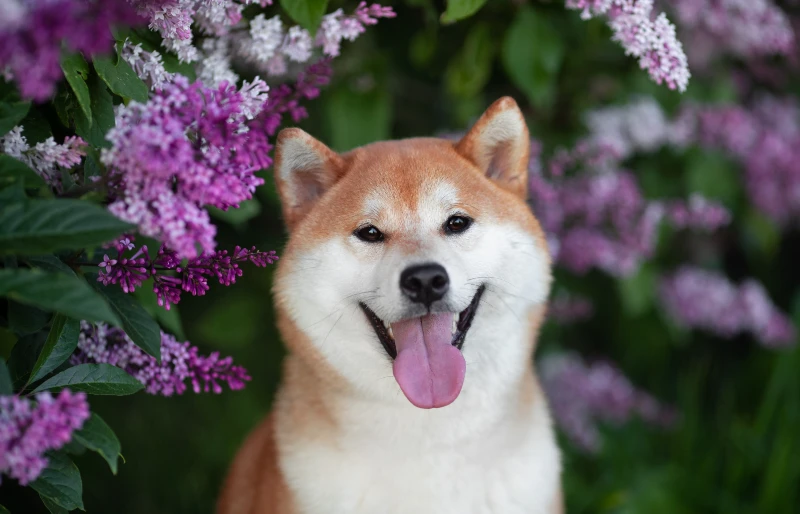 retrato de um cachorro shiba inu sob um arbusto de flores
