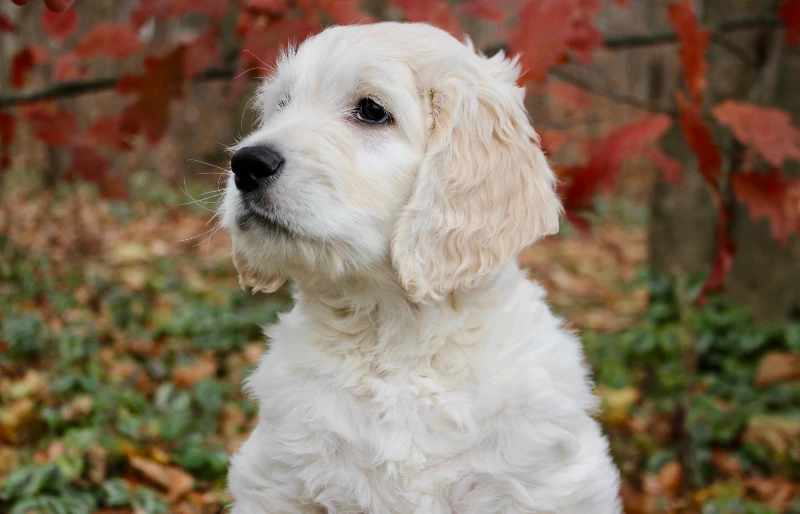 portrait photo of a medium moyen goldendoodle puppy dog Paul Speed Shutterstock 1855322911