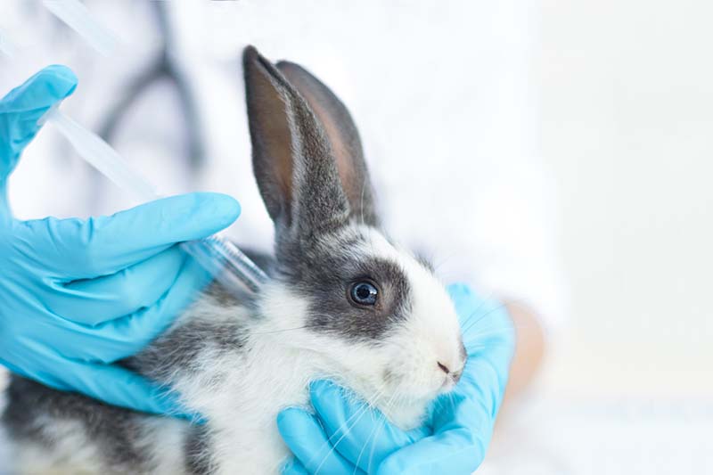 rabbit getting a vaccination