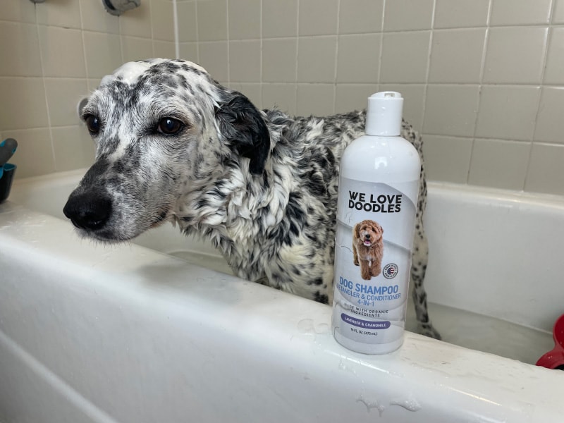 ragz getting bathed with we love doodles dog shampoo