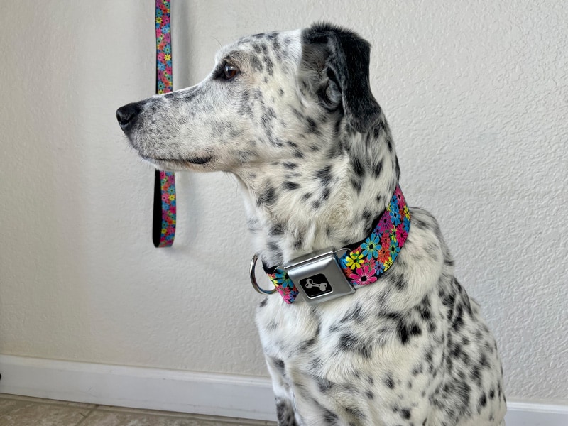ragz wearing buckle-down collar with leash in the background