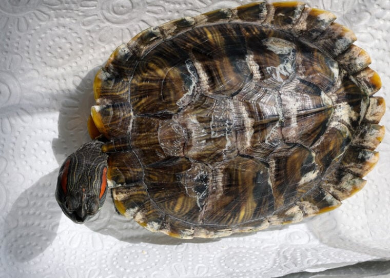red-eared slider turtle with rotten shell