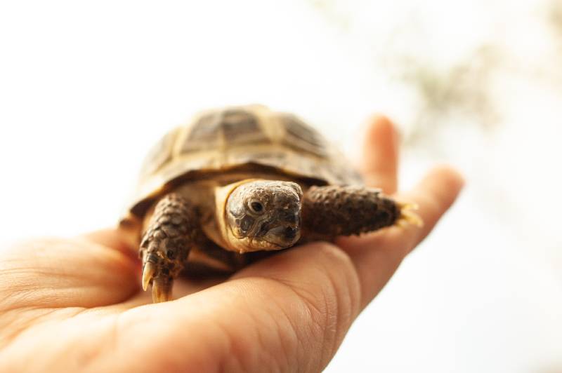 tartaruga russa na palma da mão do proprietário