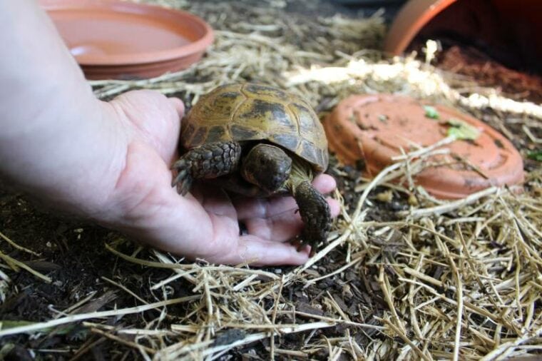 russian tortoise in custom enclosure