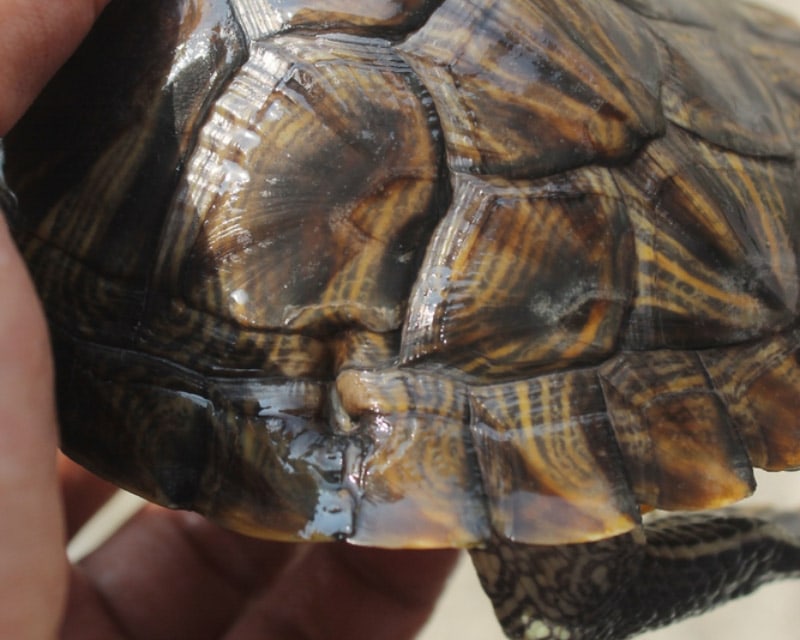 shell rot on the red-eared slider turtle