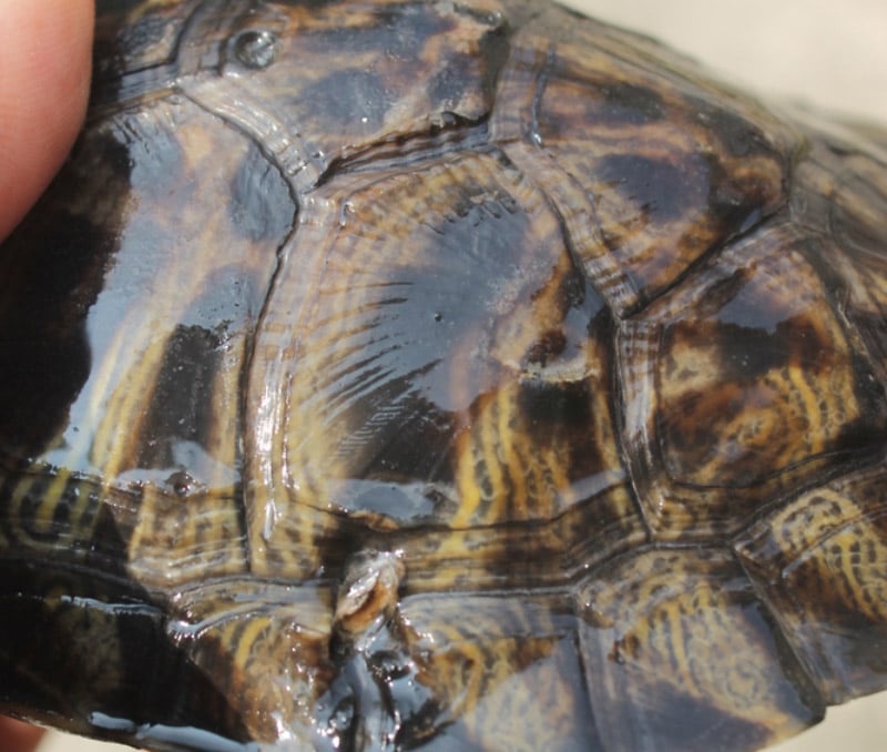 shell rot on the red eared slider turtle