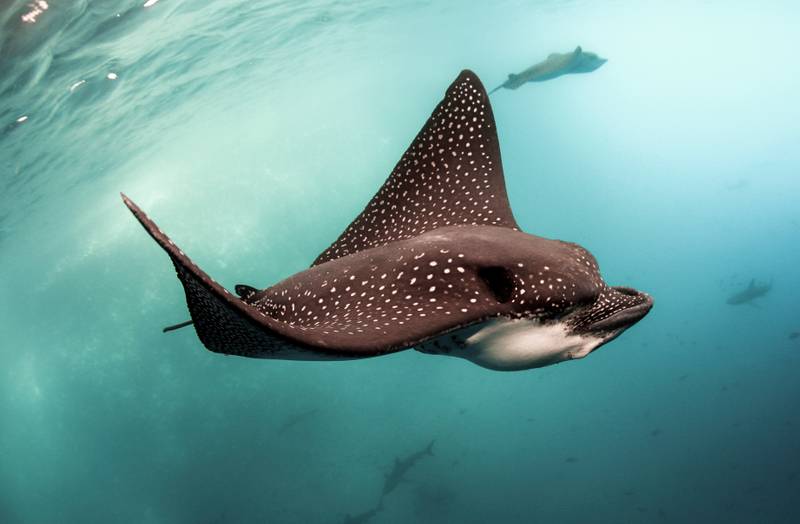spotted eagle ray in the ocean
