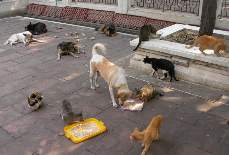 stray cats and dogs eating