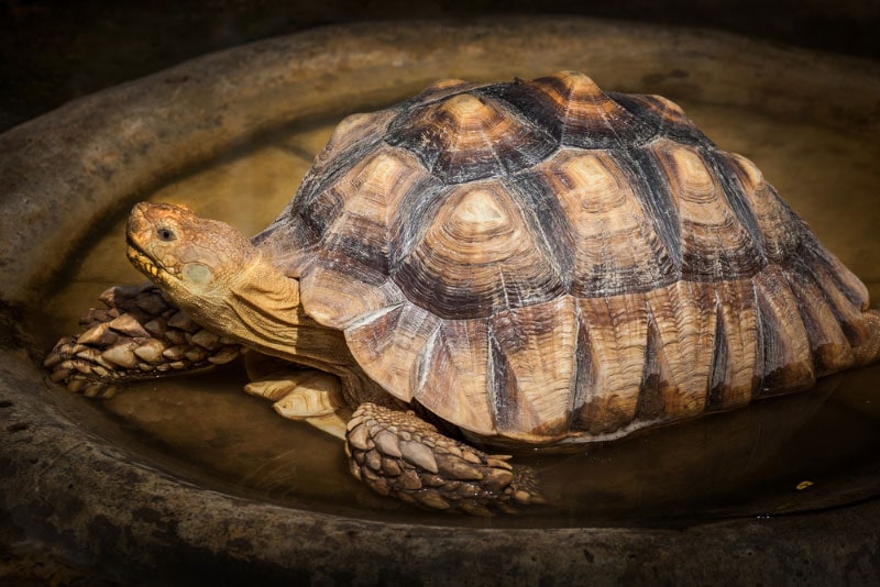 sulcata tortoise in the water