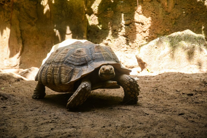 sulcata tortoise walking on the ground