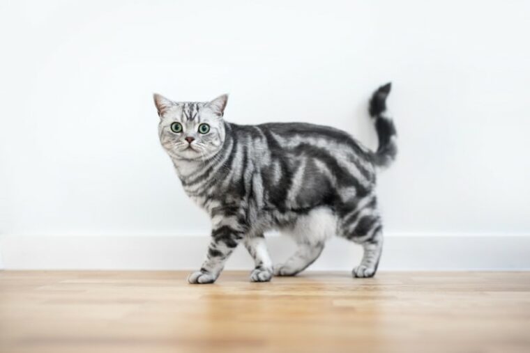 tabby british shorthair cat walking