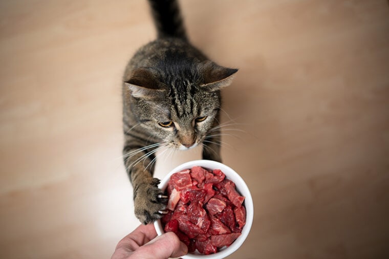 tabby cat reaching the feeding bowl with raw meat