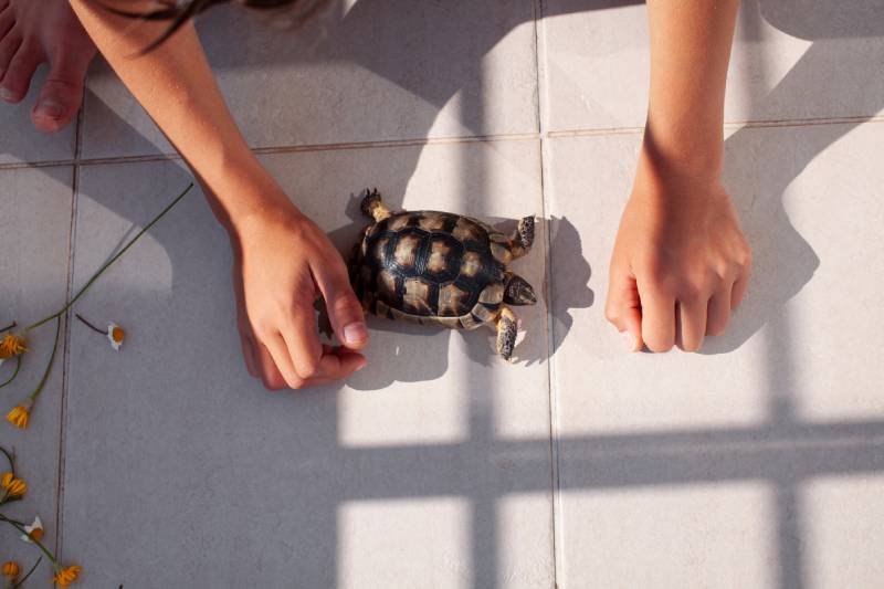 turtle on the ground with owner on the side