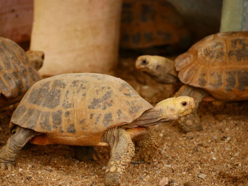 turtles gathering for nesting
