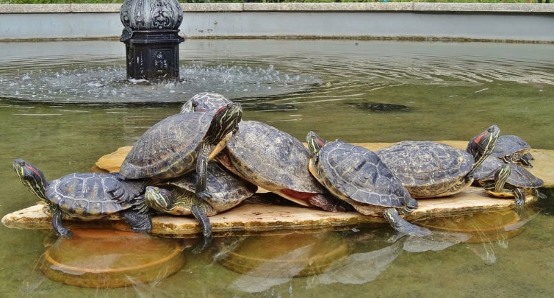 turtles stacking in the pond