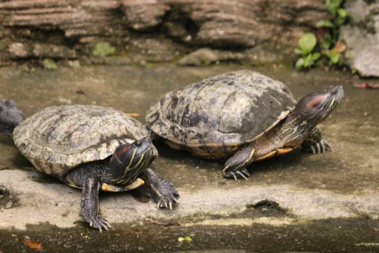 two turtles in captivity