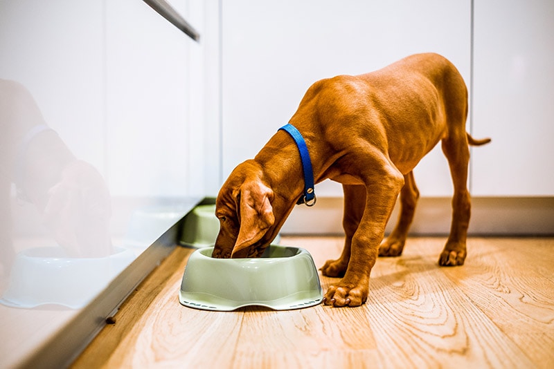 underweight young puppy eating from a green bowl