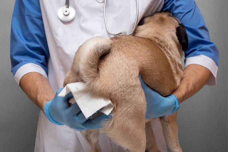 vet cleaning the anal glands of a dog in a veterinary clinic