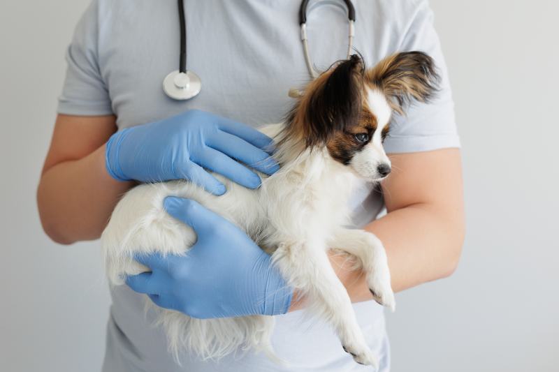 vet holding a papillon dog in his arms