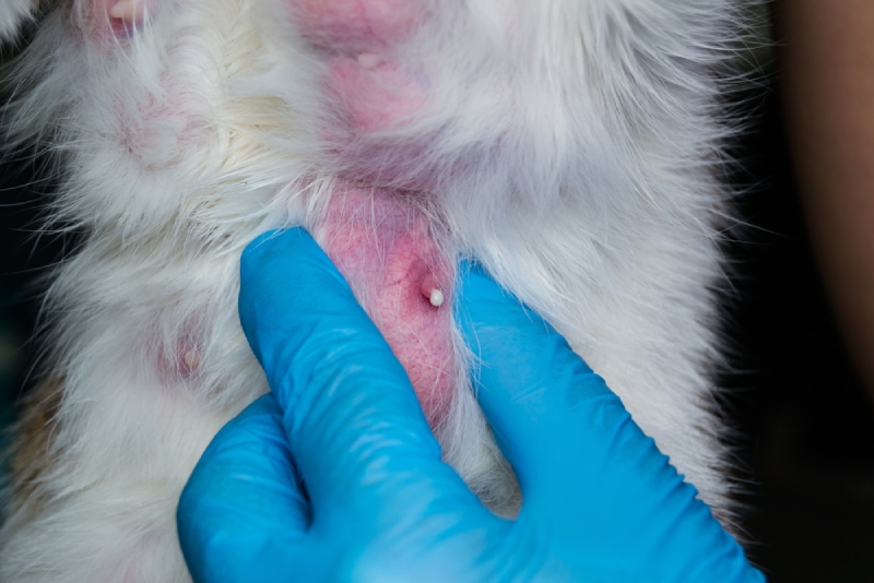 veterinarian massages the mammary gland of a cat with mastitis