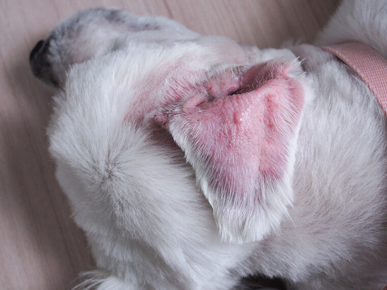 cachorro branco com hematoma aural