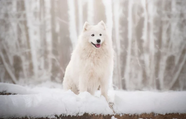 white female samoyed dog standing on a fallen log in the snow