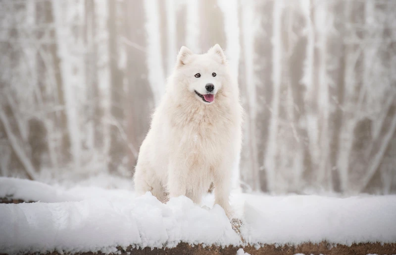 white female samoyed dog standing on a fallen log in the snow