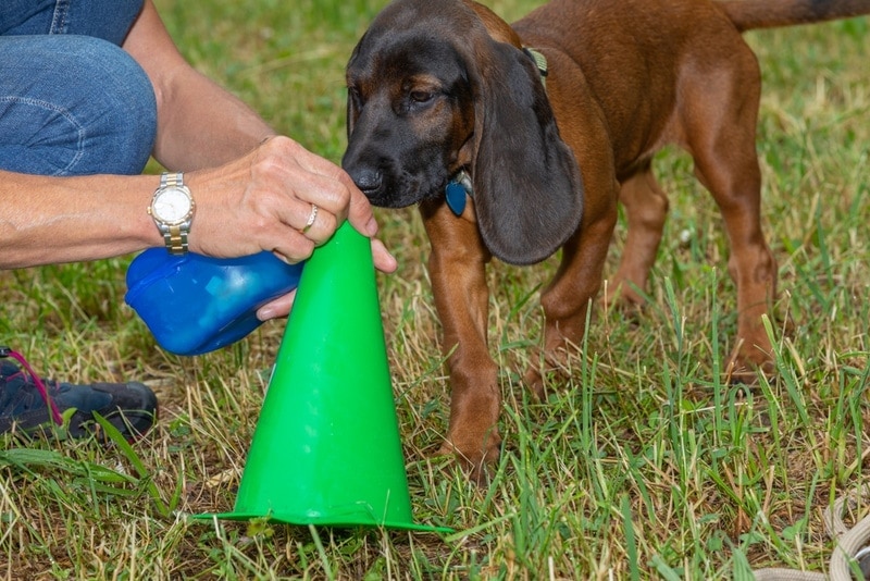 young bloodhound puppy dog sniffing