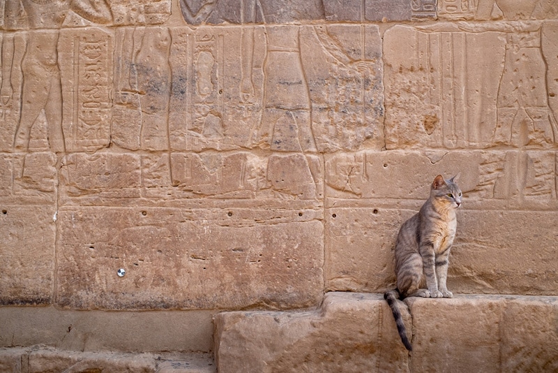 A cat sitting in front of the Ancient Egyptian temple in the middle of the desert