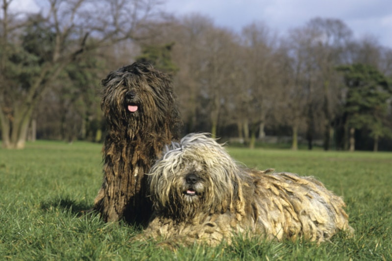 A couple of Bergamasco dogs in the grass