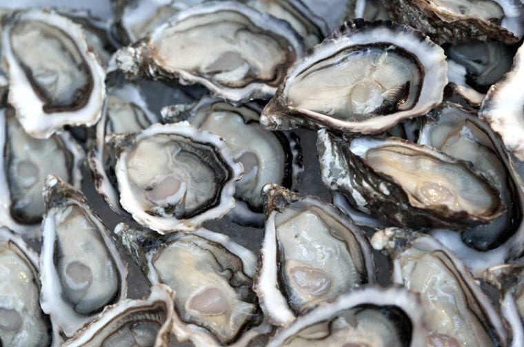 A lot of opened fresh oysters close-up. Healthy seafood