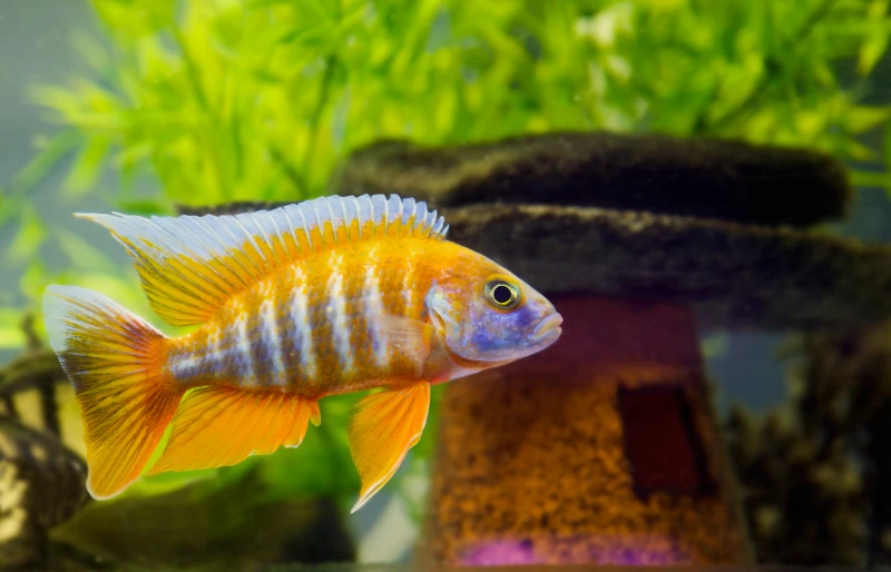 African Cichlid (Red Peacock) fish