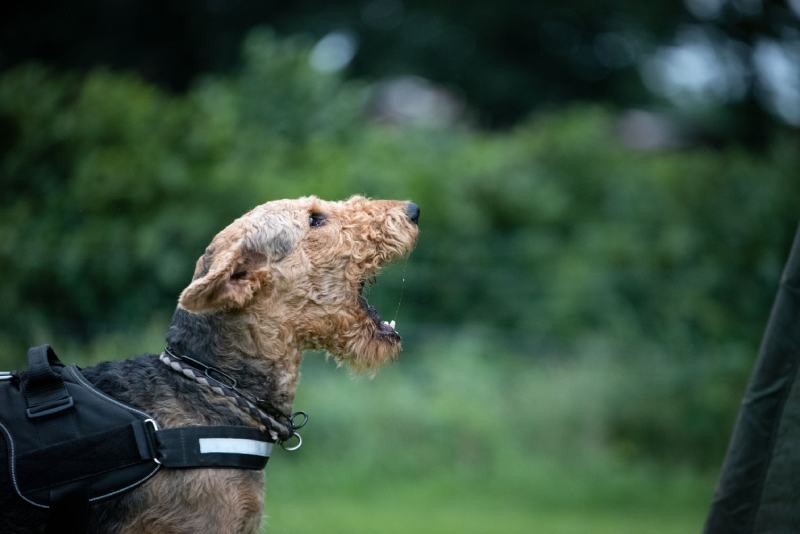 Airedale terrier dog aggressive barking