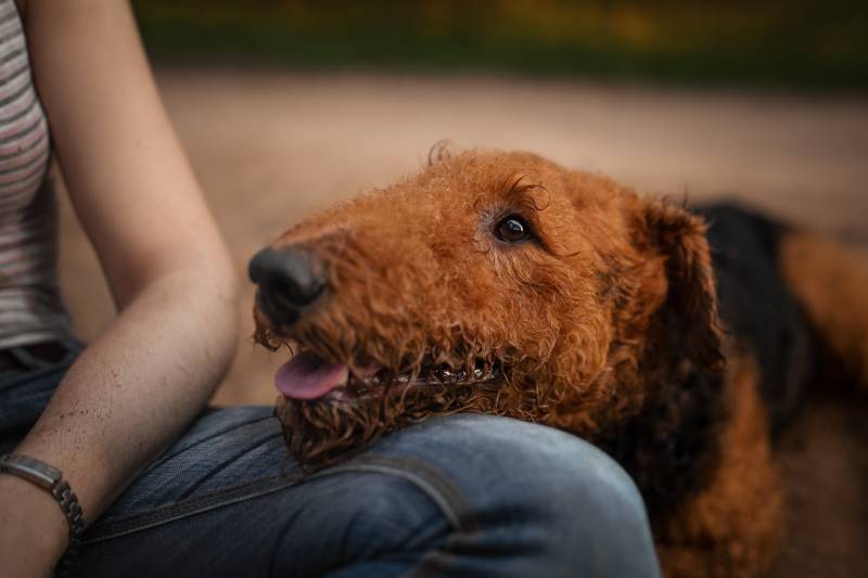 Airedale terrier dog face on the lap of owner