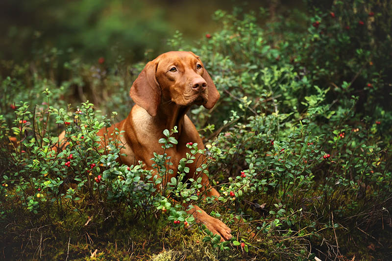 Beautiful Vizsla dog in the woods