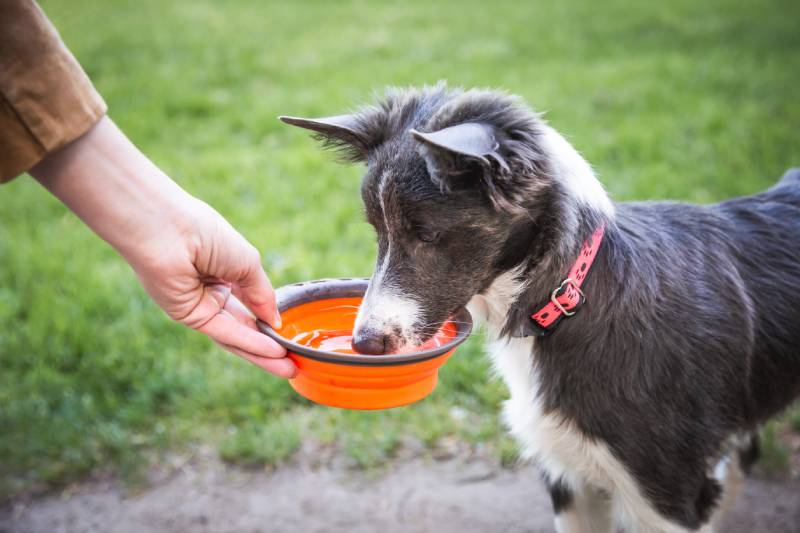 Border collie puppy drinking water from bowl in a park