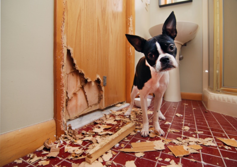 Boston terrier beside a ruined bathroom door