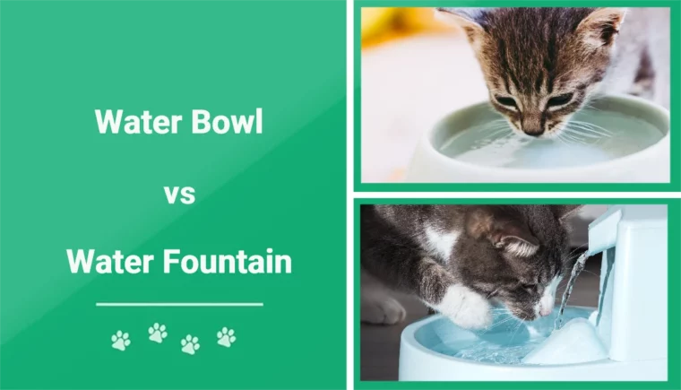 Cat Water Bowl vs Fountain - Featured Image