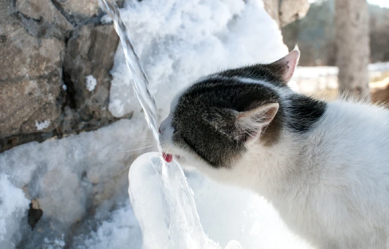 Kat drinkt water uit de ijzige stenen fontein