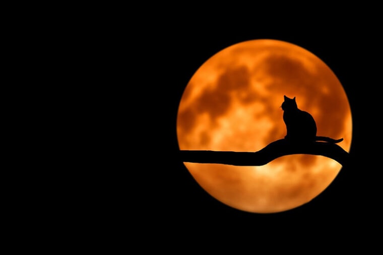 Cat under the full moon