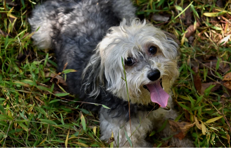 Chinese crested and toy poodle mixed breed dog on the grass