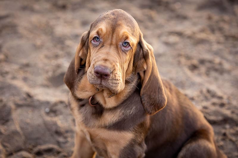 Close-up portrait of a cute brown bloodhound puppy sitting on the sand