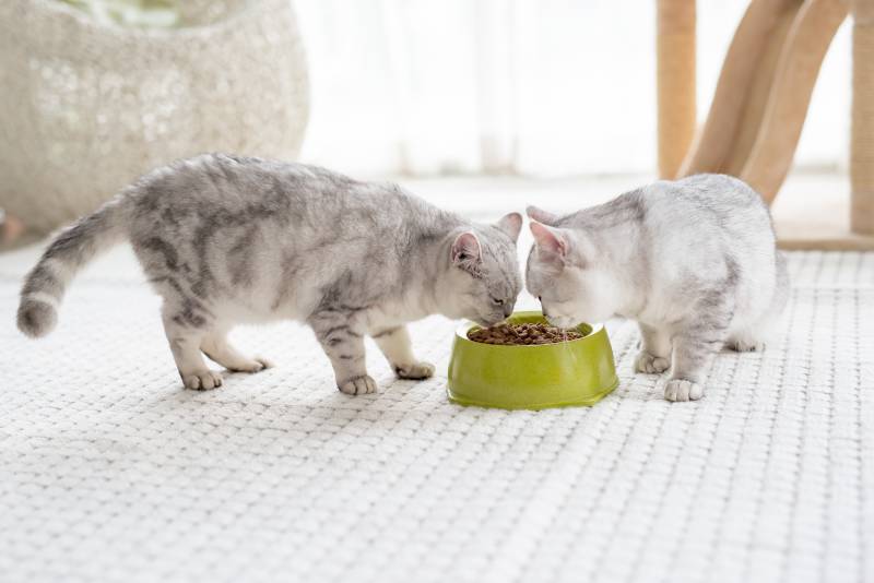 Gatos fofos de shorthair americano comendo comida seca