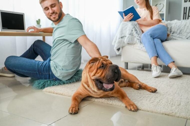 Cute Shar-Pei dog with owners at home
